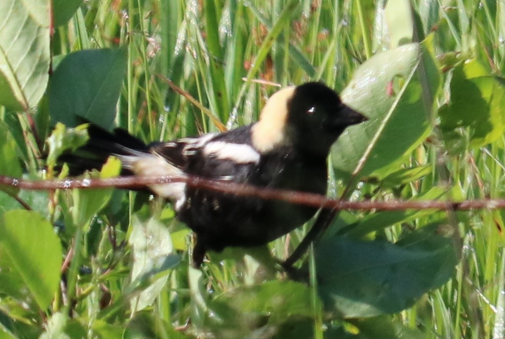 Bobolink - ML619968345