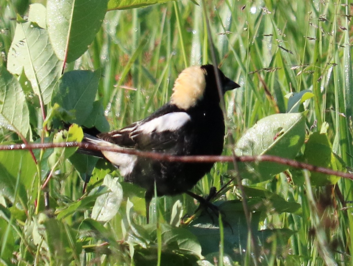 Bobolink - ML619968346