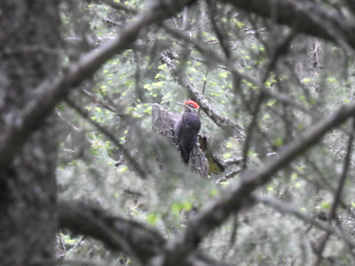 Pileated Woodpecker - ML619968373