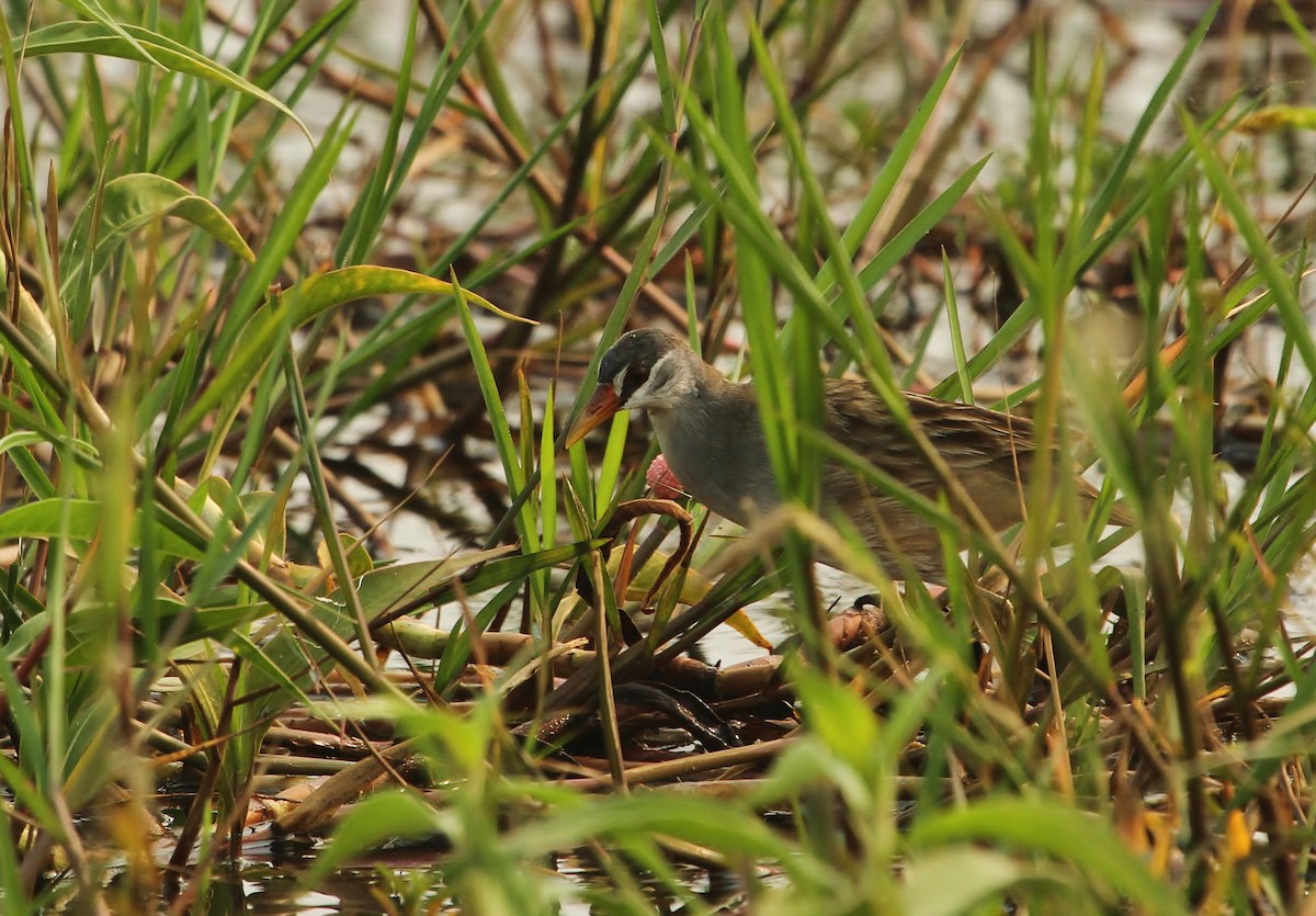 White-browed Crake - ML619968410