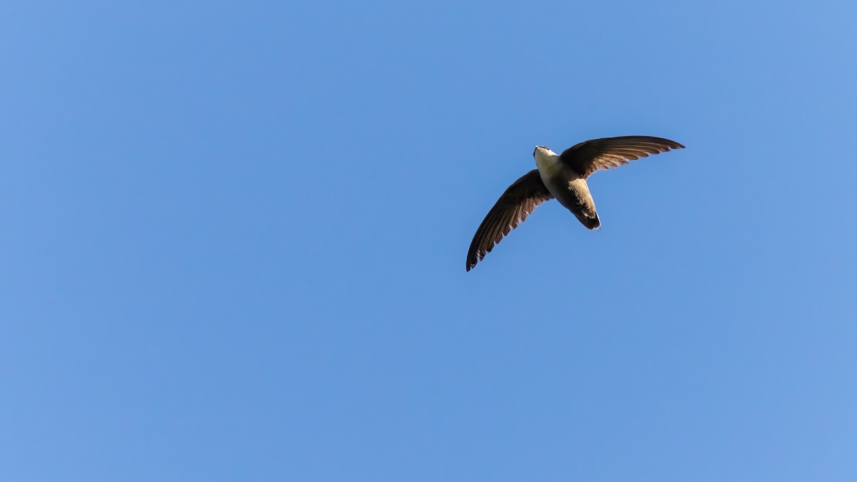 Chimney Swift - ML619968411