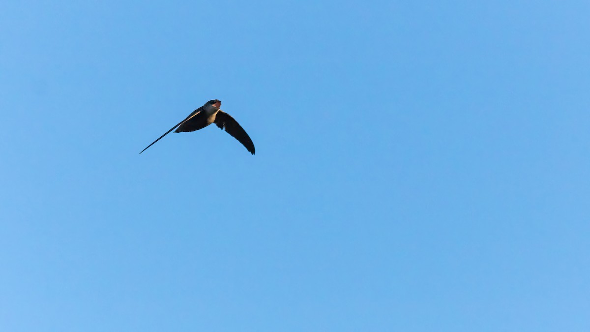 Chimney Swift - ML619968418