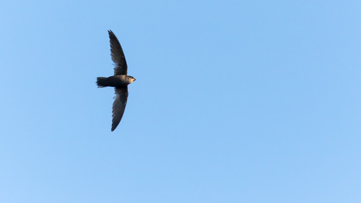 Chimney Swift - ML619968424