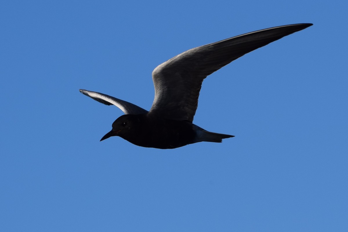Black Tern - ML619968442