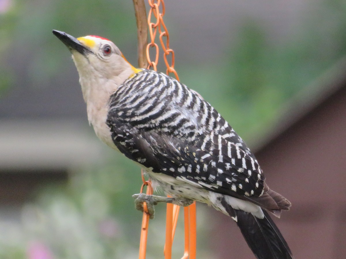 Golden-fronted Woodpecker - ML619968456
