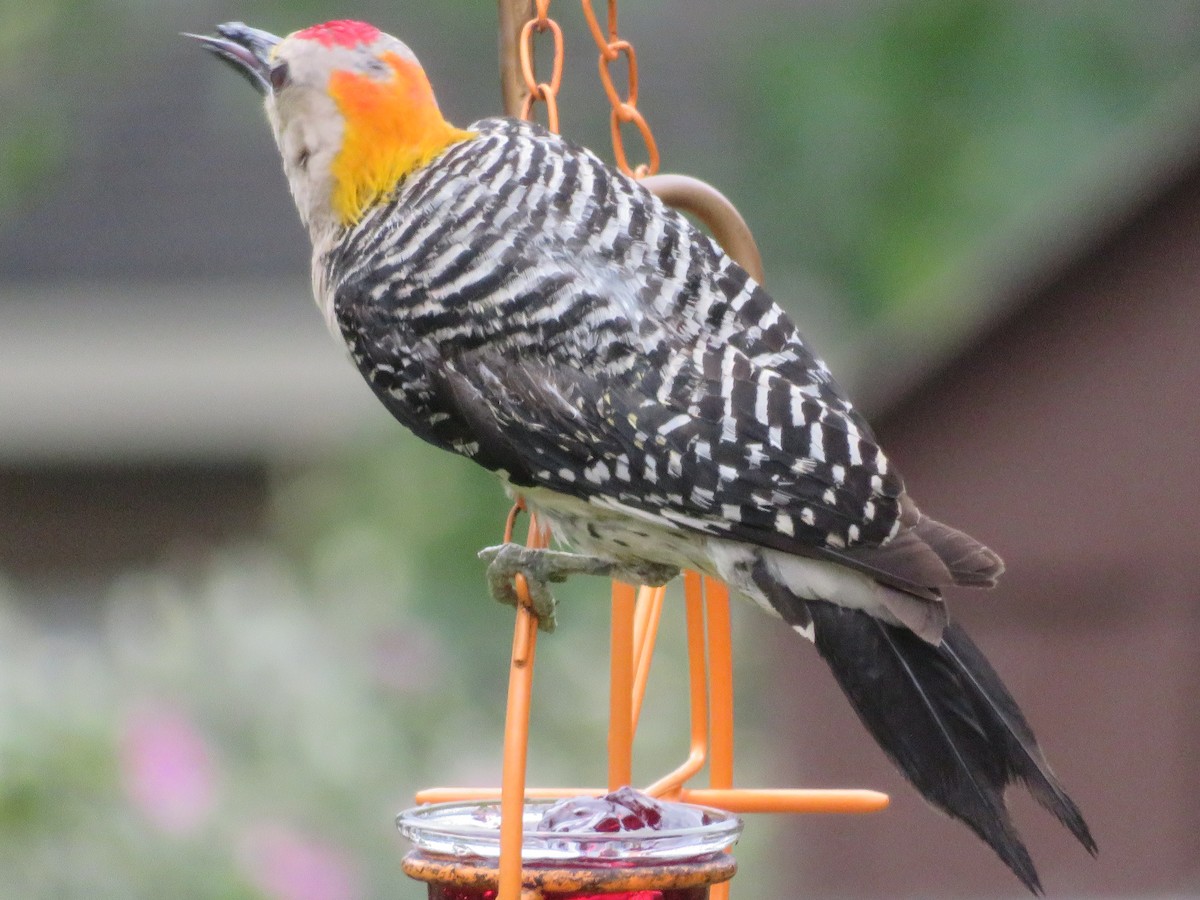 Golden-fronted Woodpecker - ML619968457