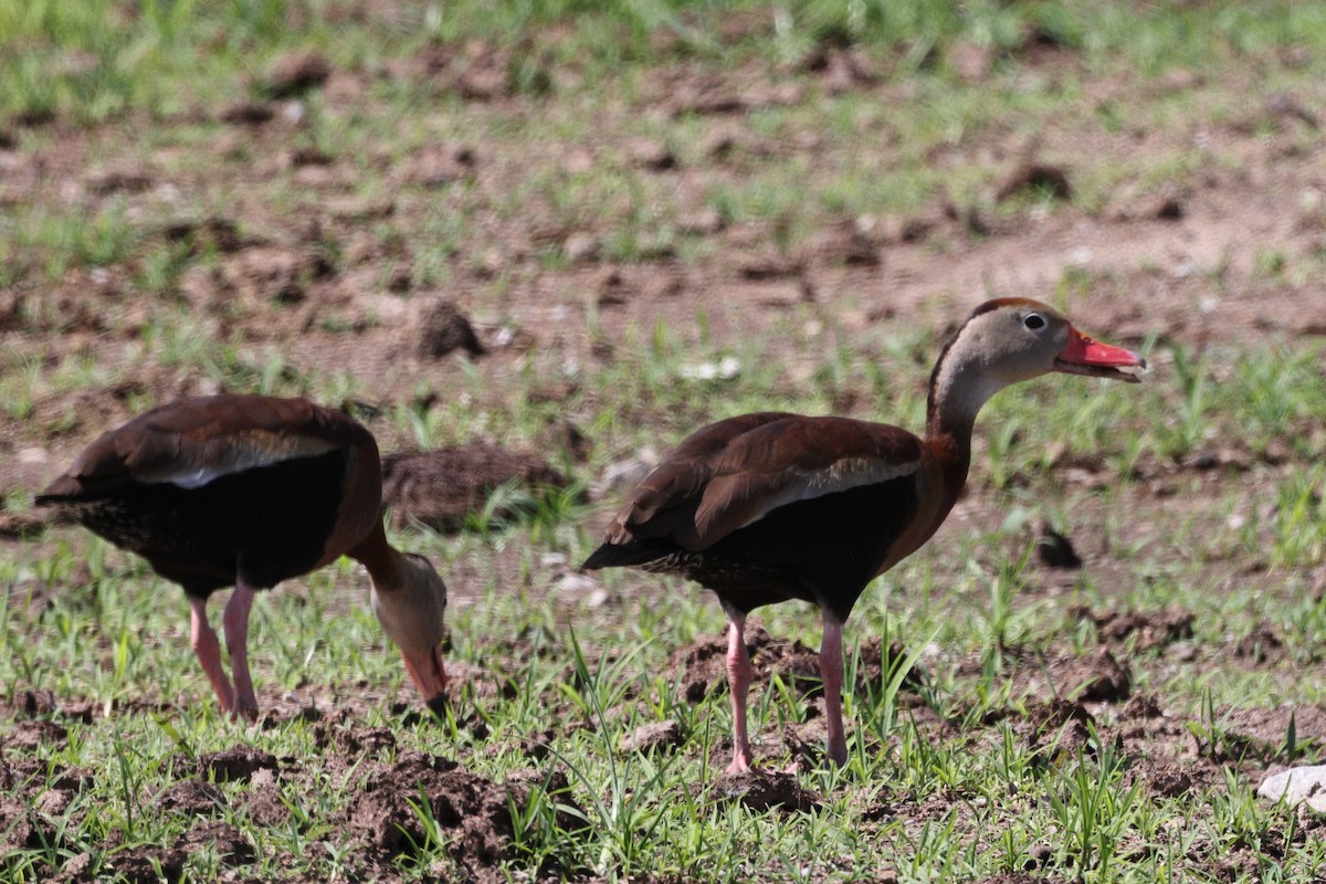 Black-bellied Whistling-Duck - ML619968465