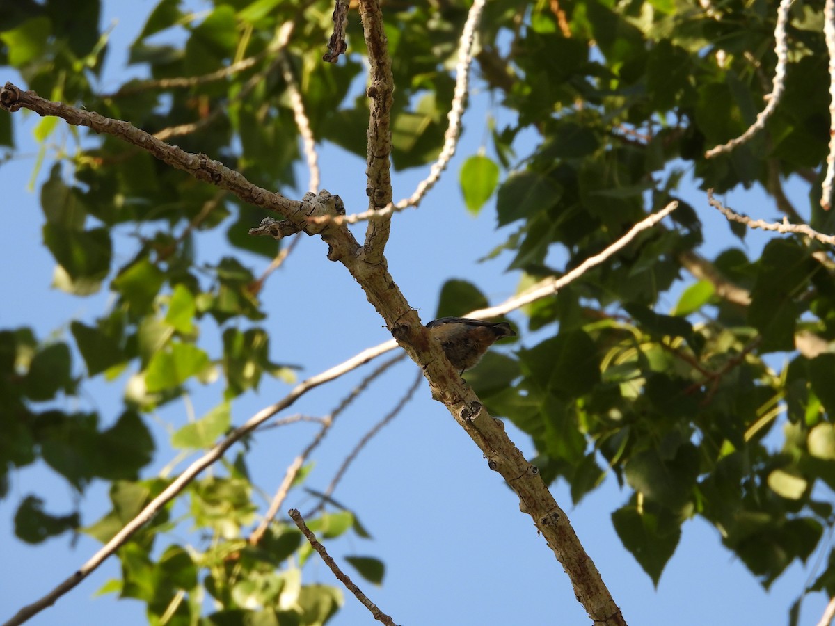 Red-breasted Nuthatch - ML619968471