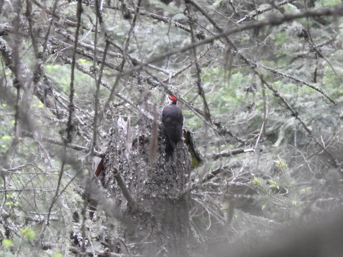 Pileated Woodpecker - ML619968477
