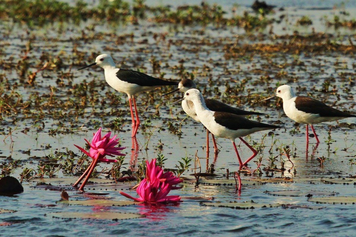 Black-winged Stilt - ML619968479