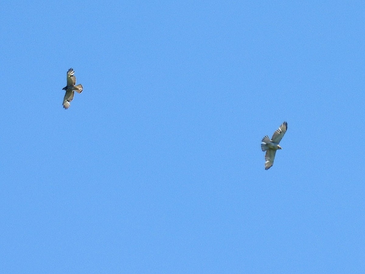 Broad-winged Hawk - ML619968515