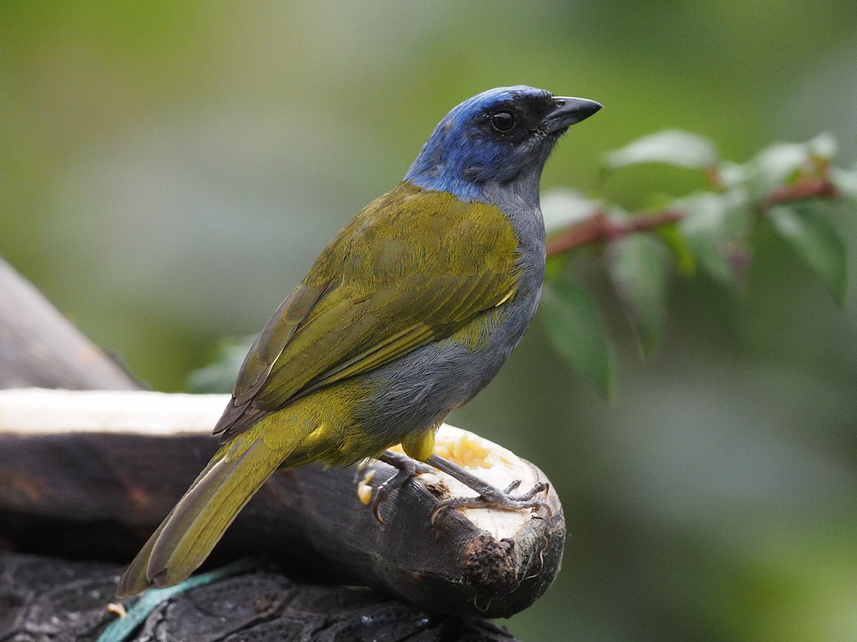 Blue-capped Tanager - ML619968520