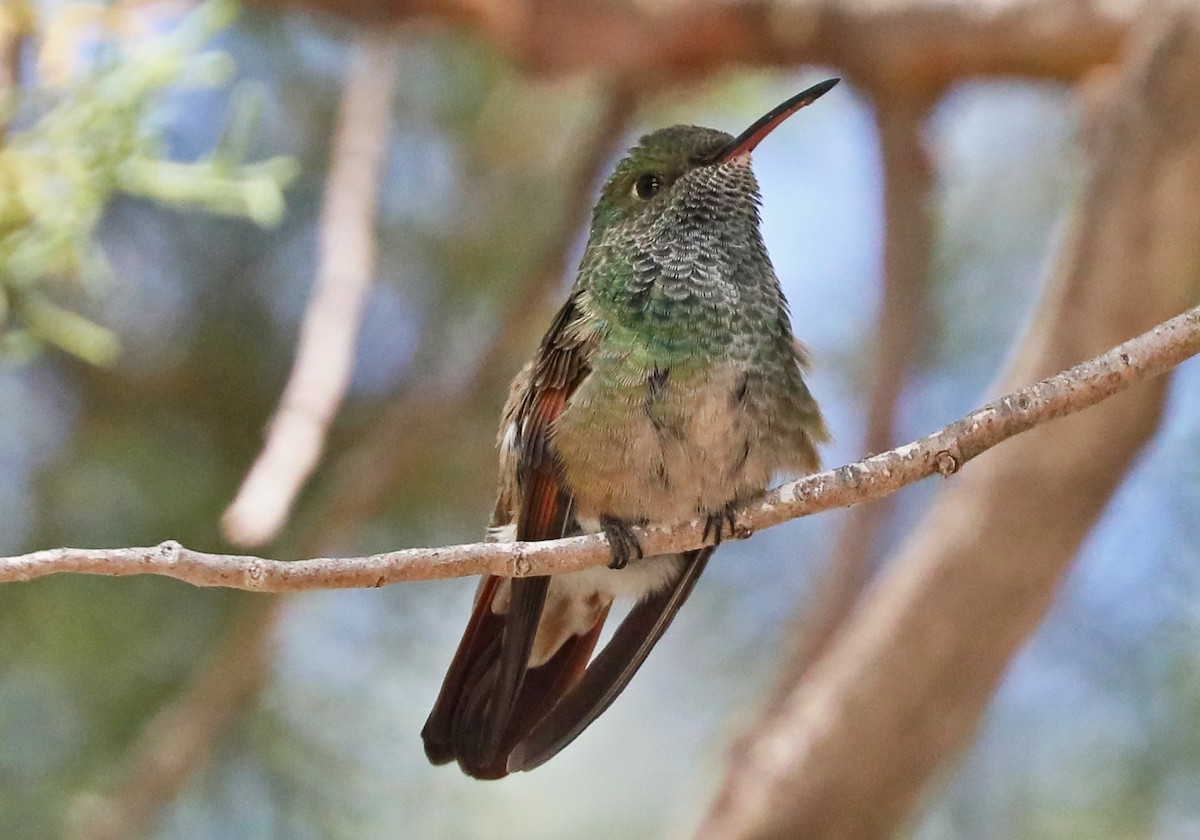 beryllkolibri - ML619968529