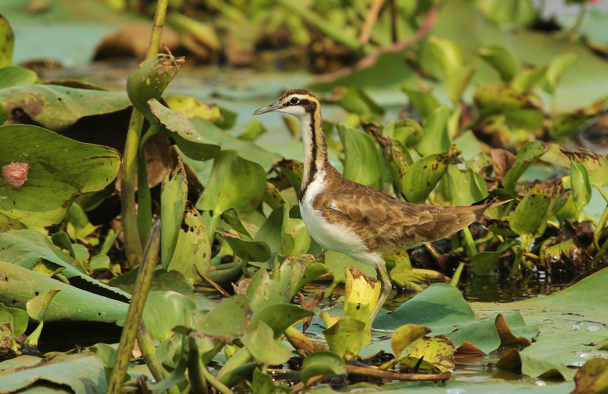 Pheasant-tailed Jacana - ML619968530