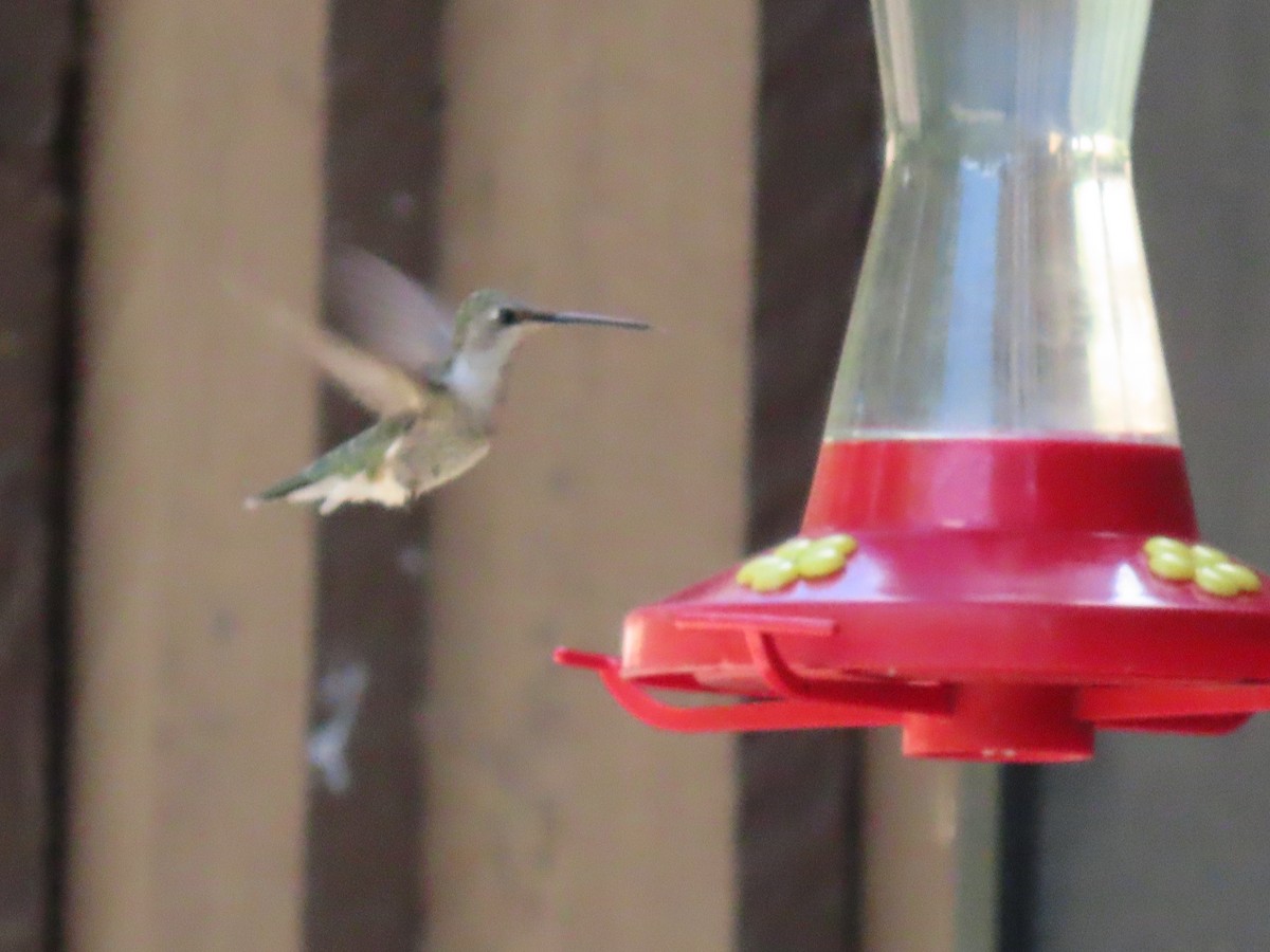 Broad-tailed Hummingbird - ML619968532