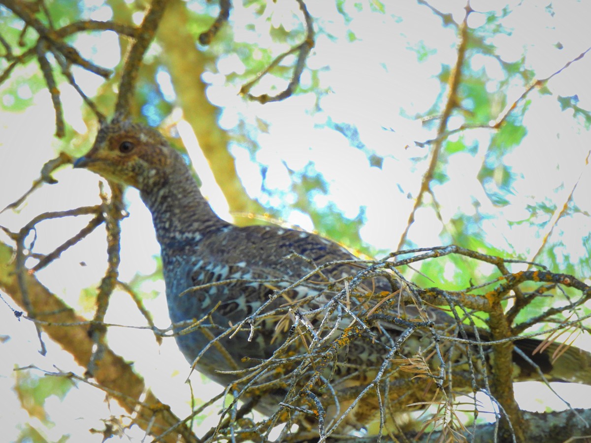 Dusky Grouse - ML619968543