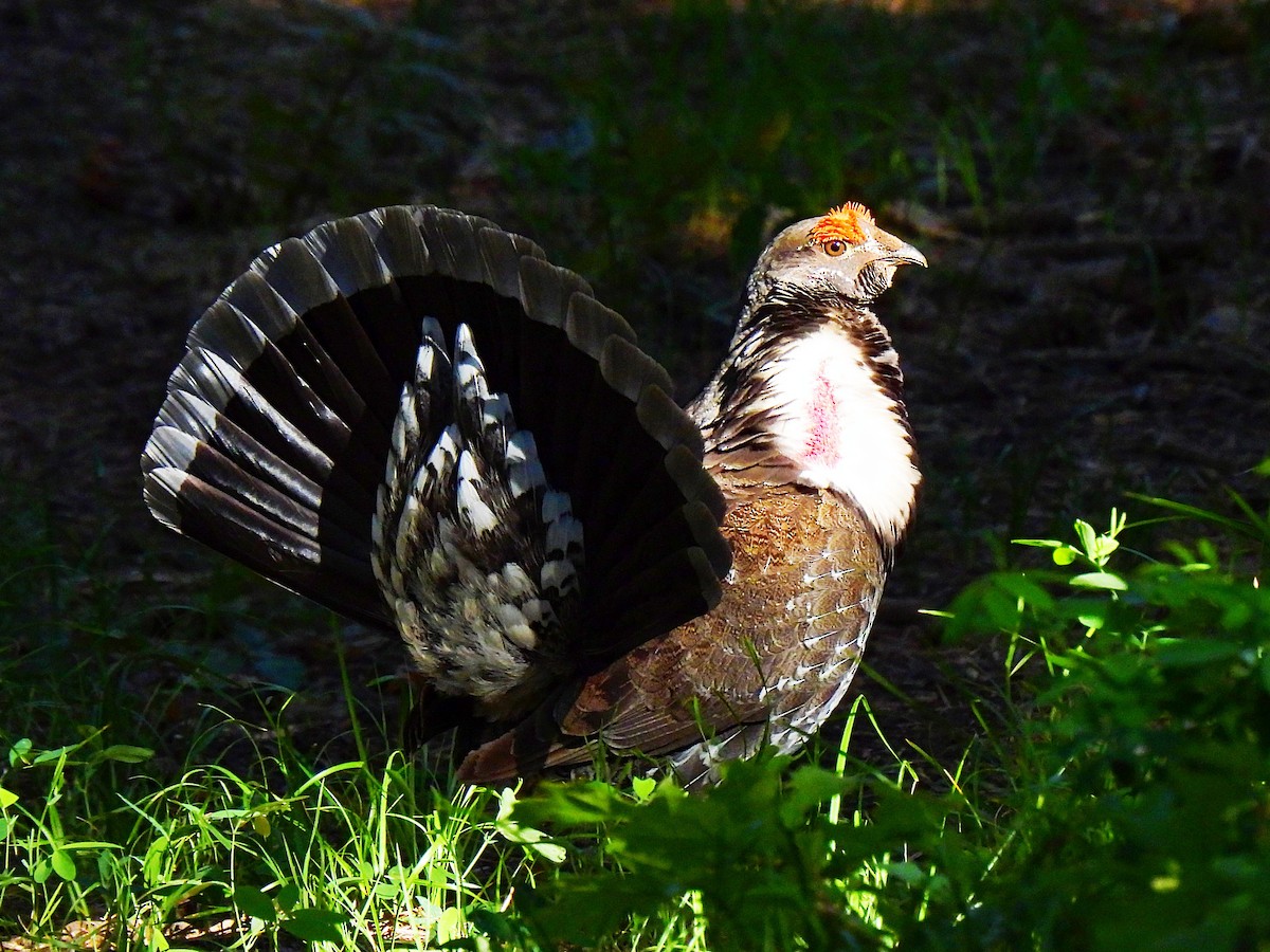 Dusky Grouse - ML619968555