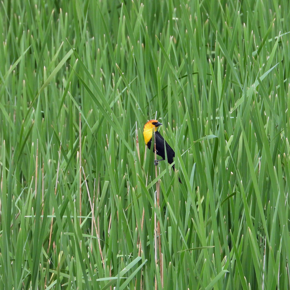 Yellow-headed Blackbird - ML619968562