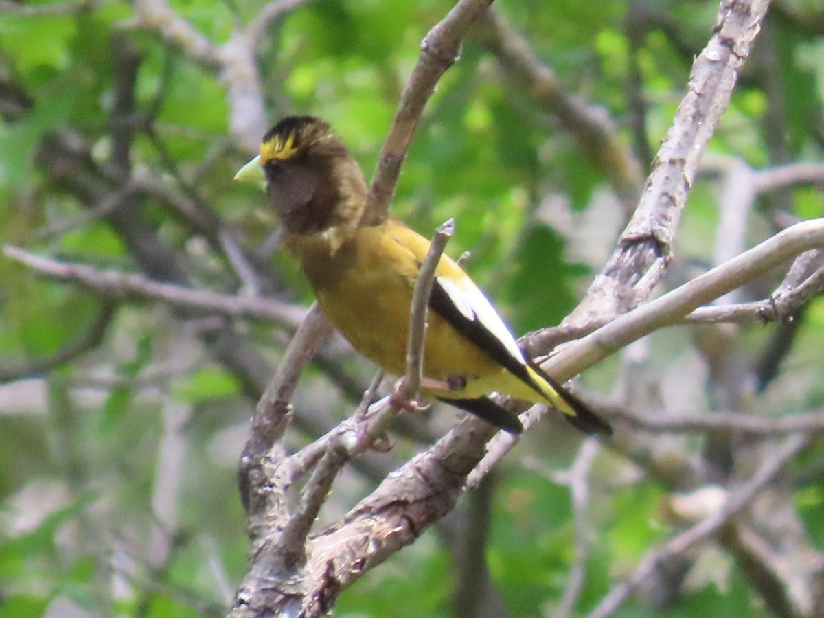 Evening Grosbeak - ML619968563