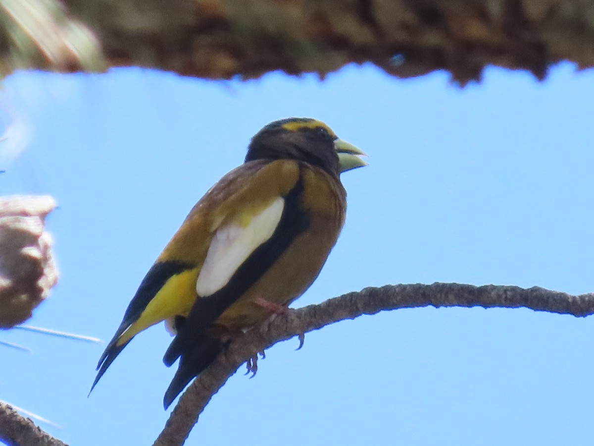 Evening Grosbeak - ML619968564