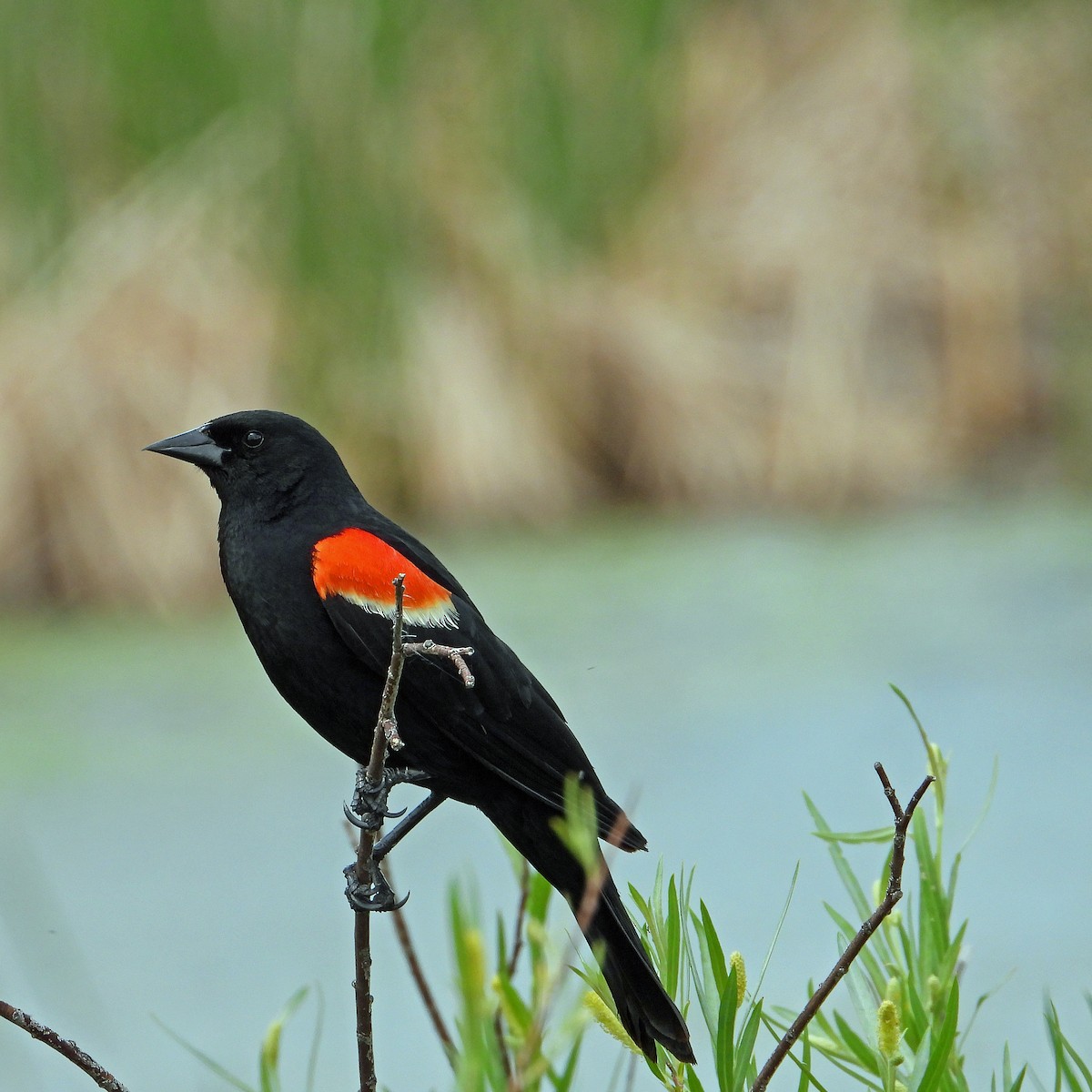 Red-winged Blackbird - ML619968577