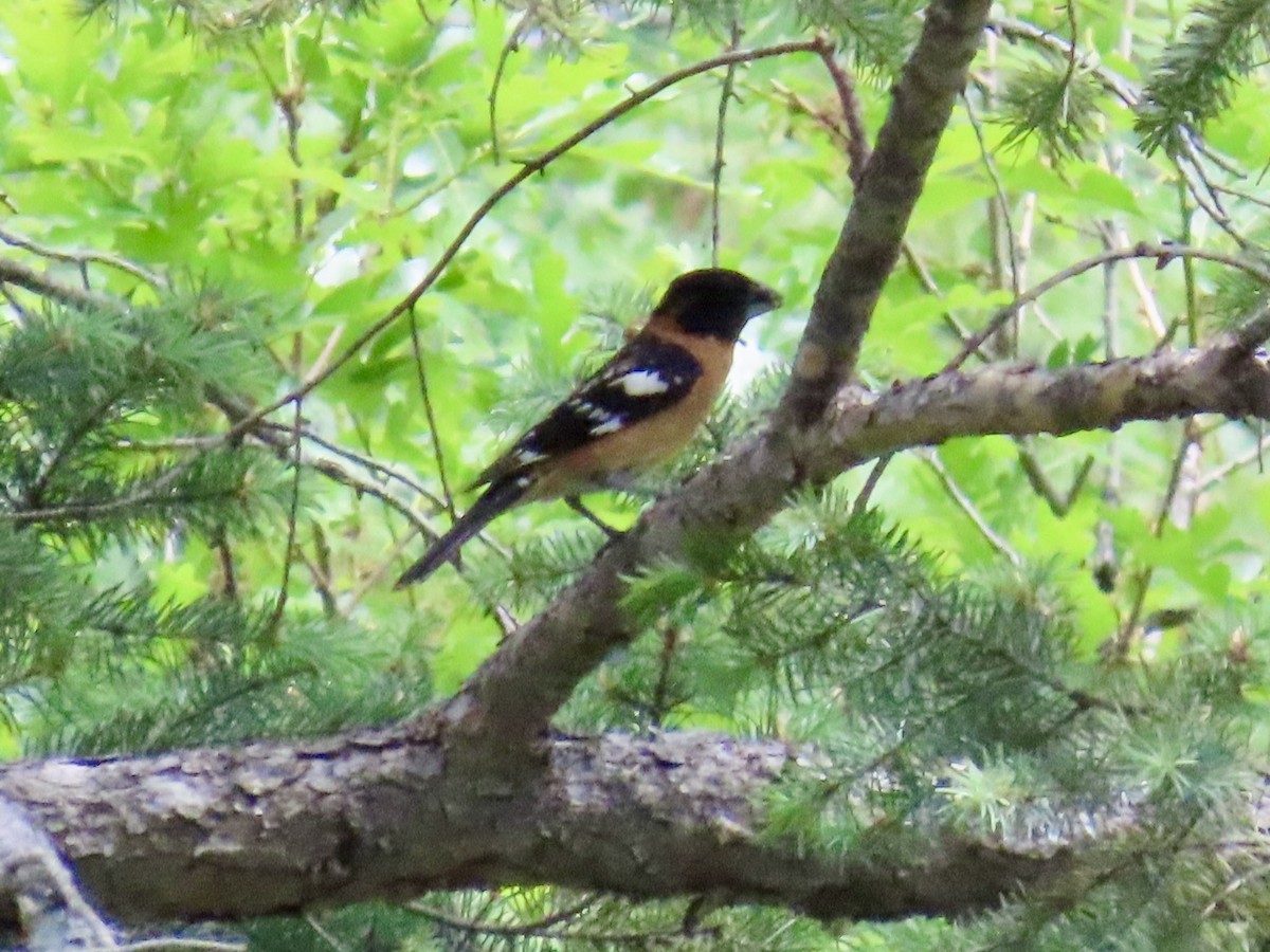 Black-headed Grosbeak - ML619968587