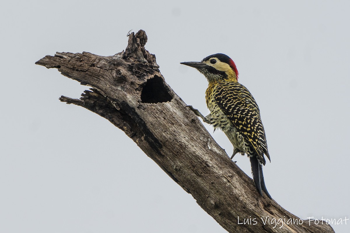 Green-barred Woodpecker - ML619968589