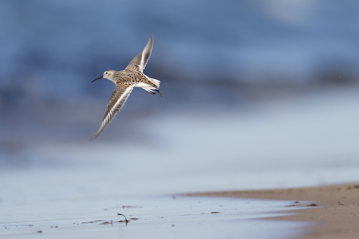 Dunlin - ML619968596