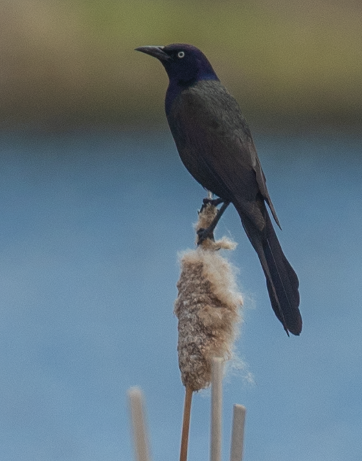 Common Grackle - ML619968615