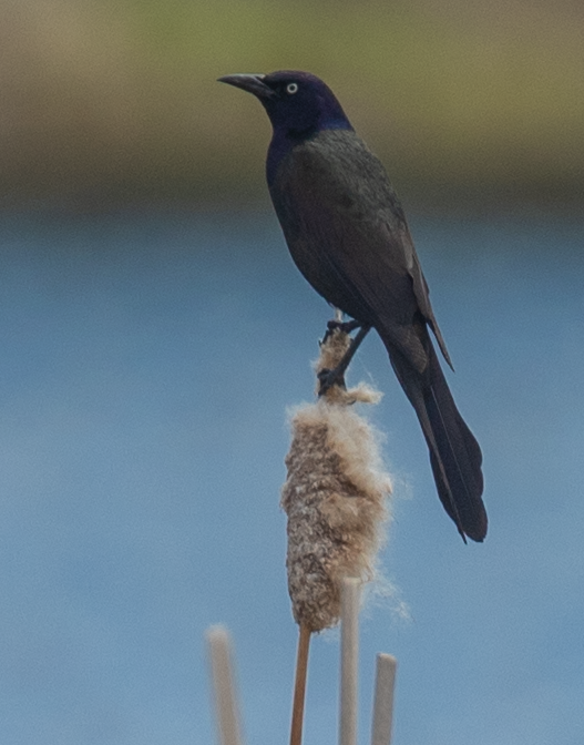 Common Grackle - Anonymous