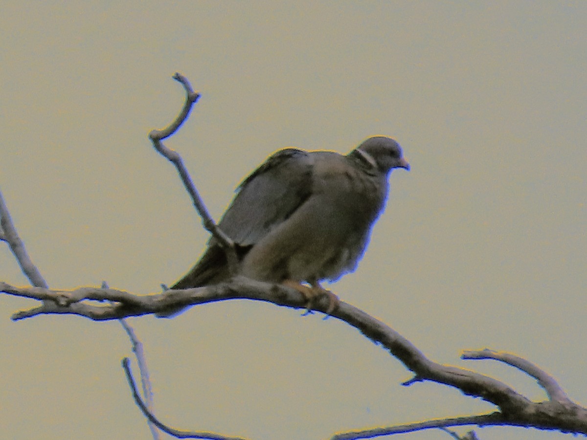 Band-tailed Pigeon - ML619968632