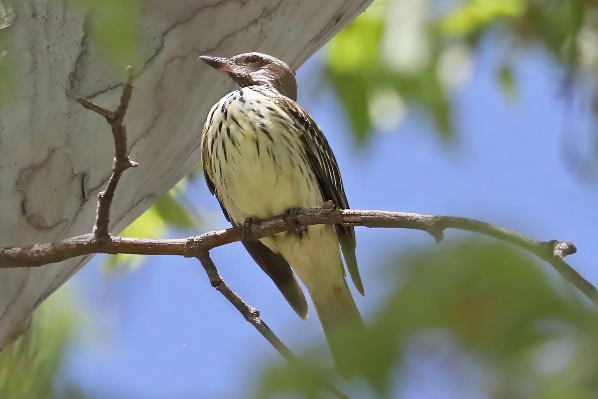 Sulphur-bellied Flycatcher - ML619968635