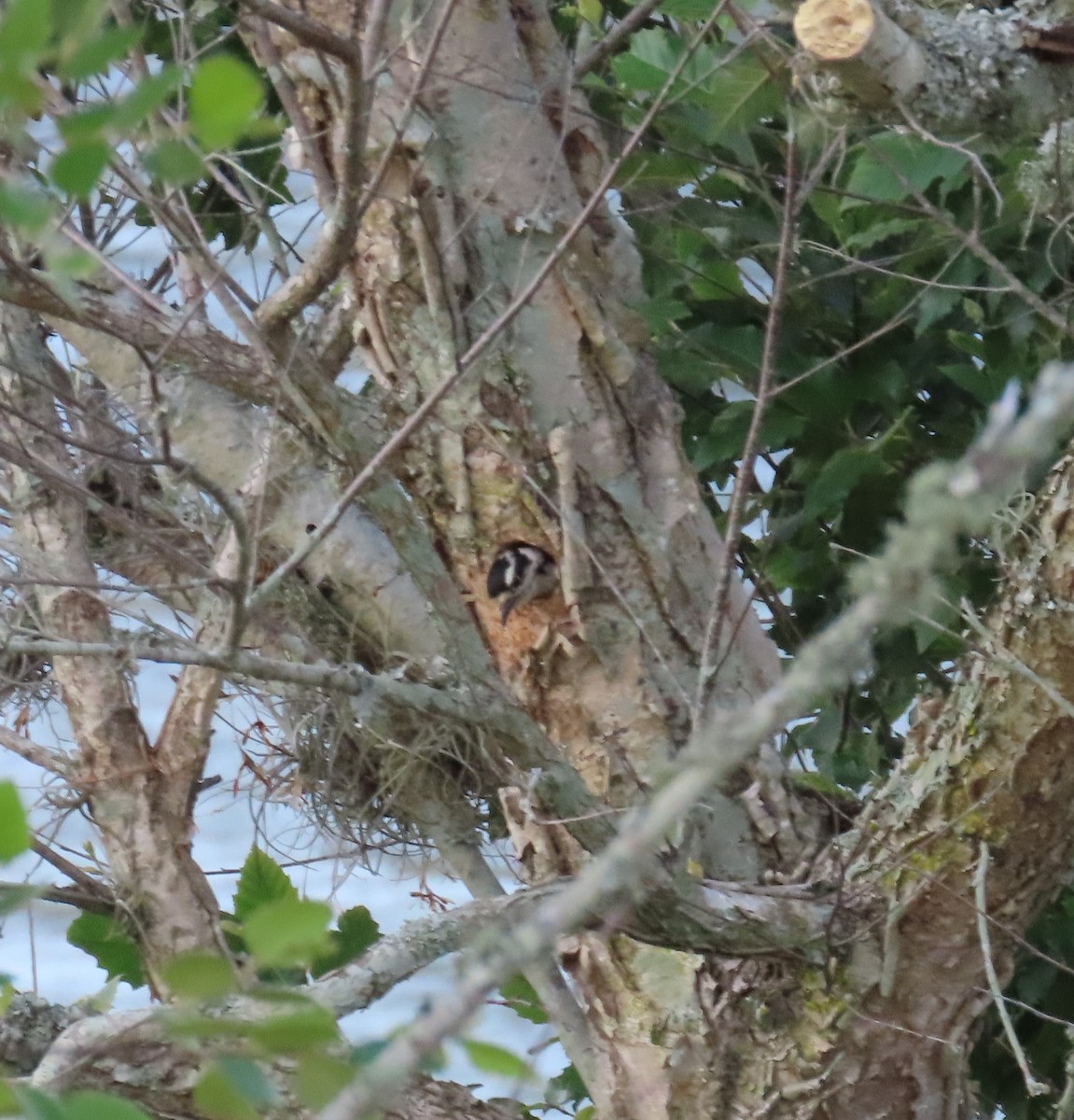 Downy Woodpecker - Susan Pepper