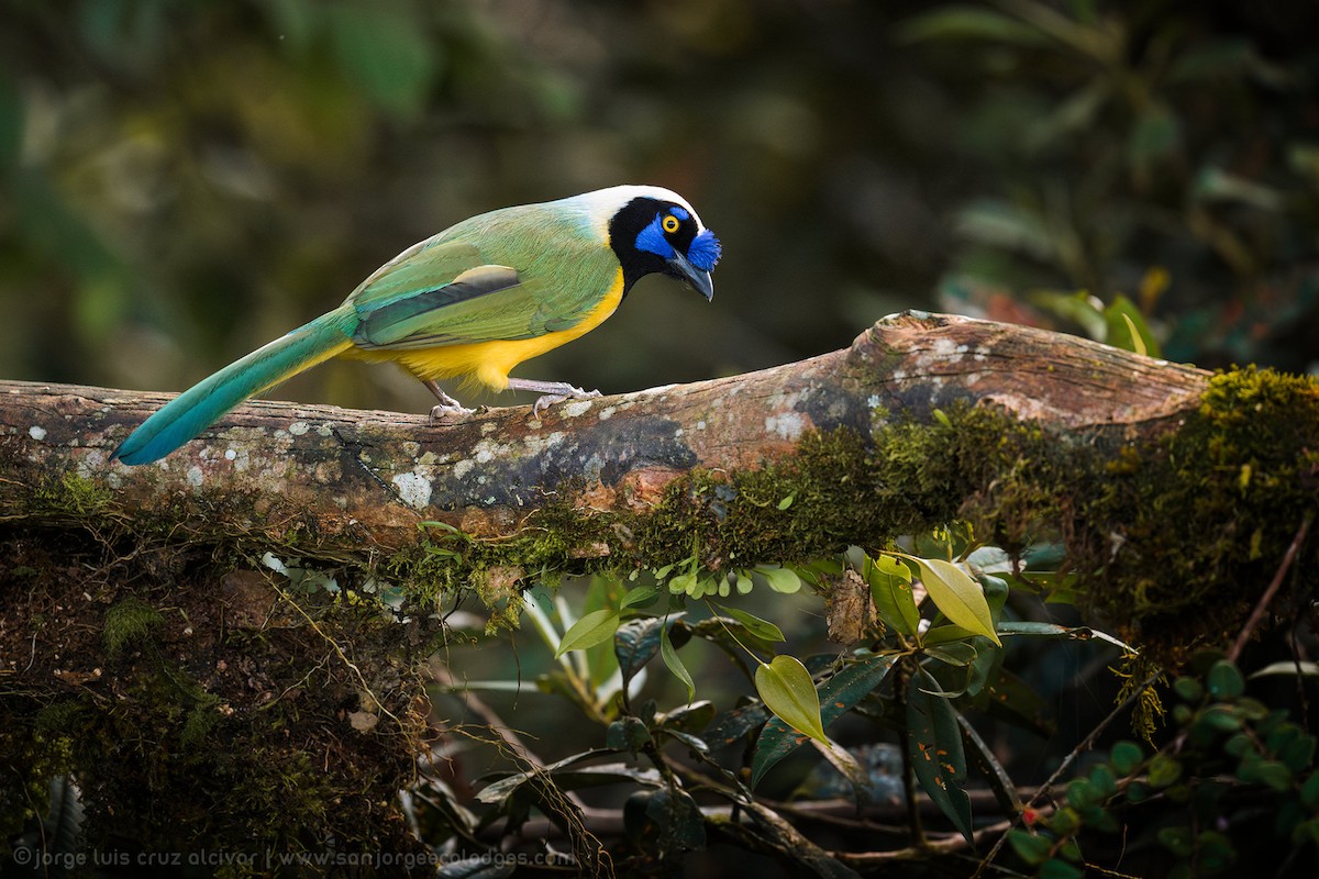 Green Jay - ML619968655