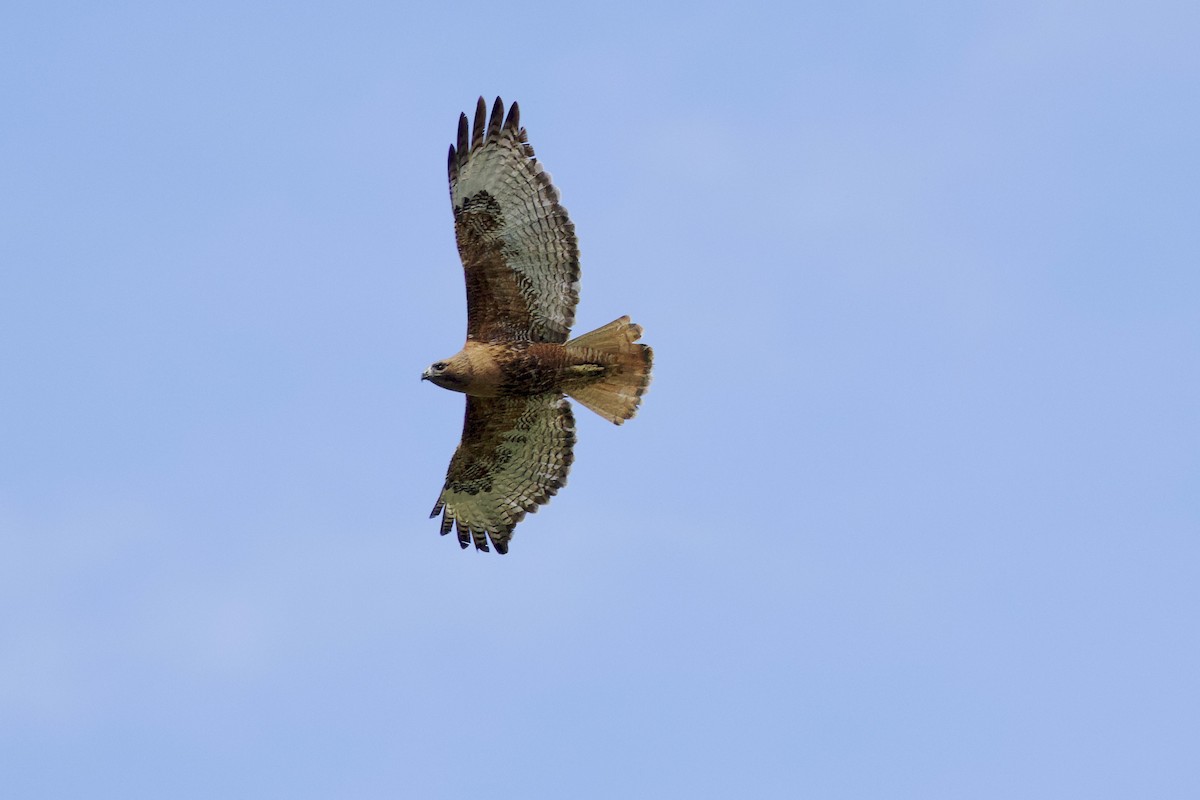 Rotschwanzbussard - ML619968670