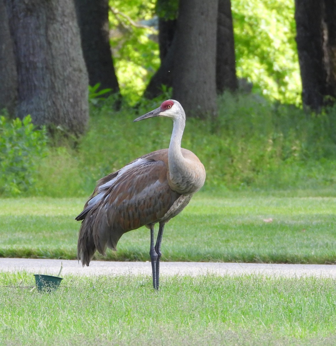 Sandhill Crane - ML619968672