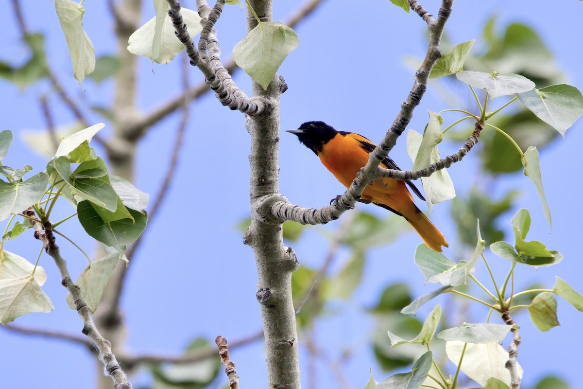 Baltimore Oriole - ML619968690