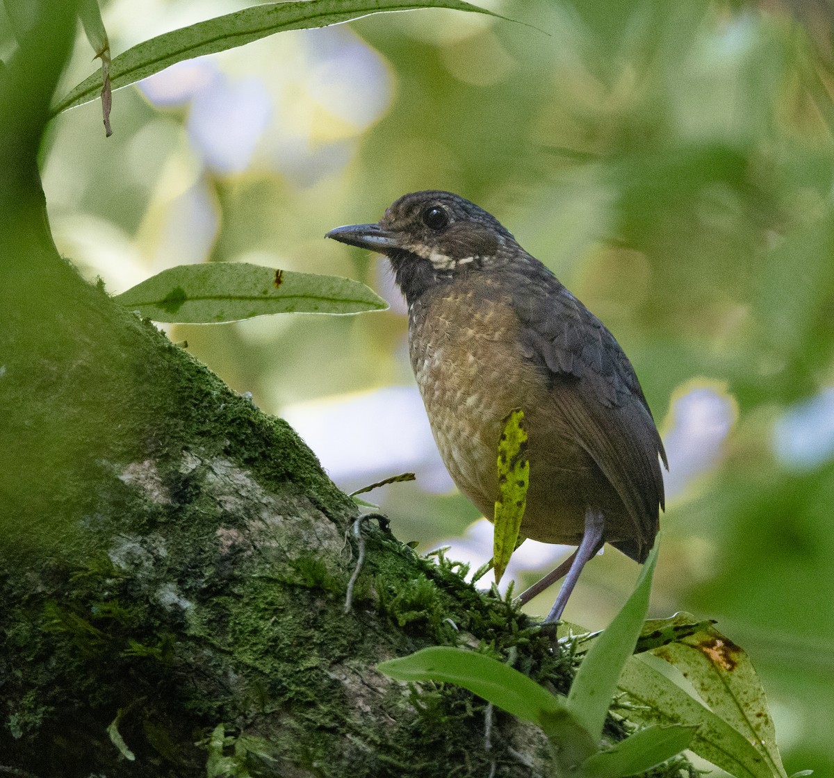 Tachira Antpitta - ML619968691