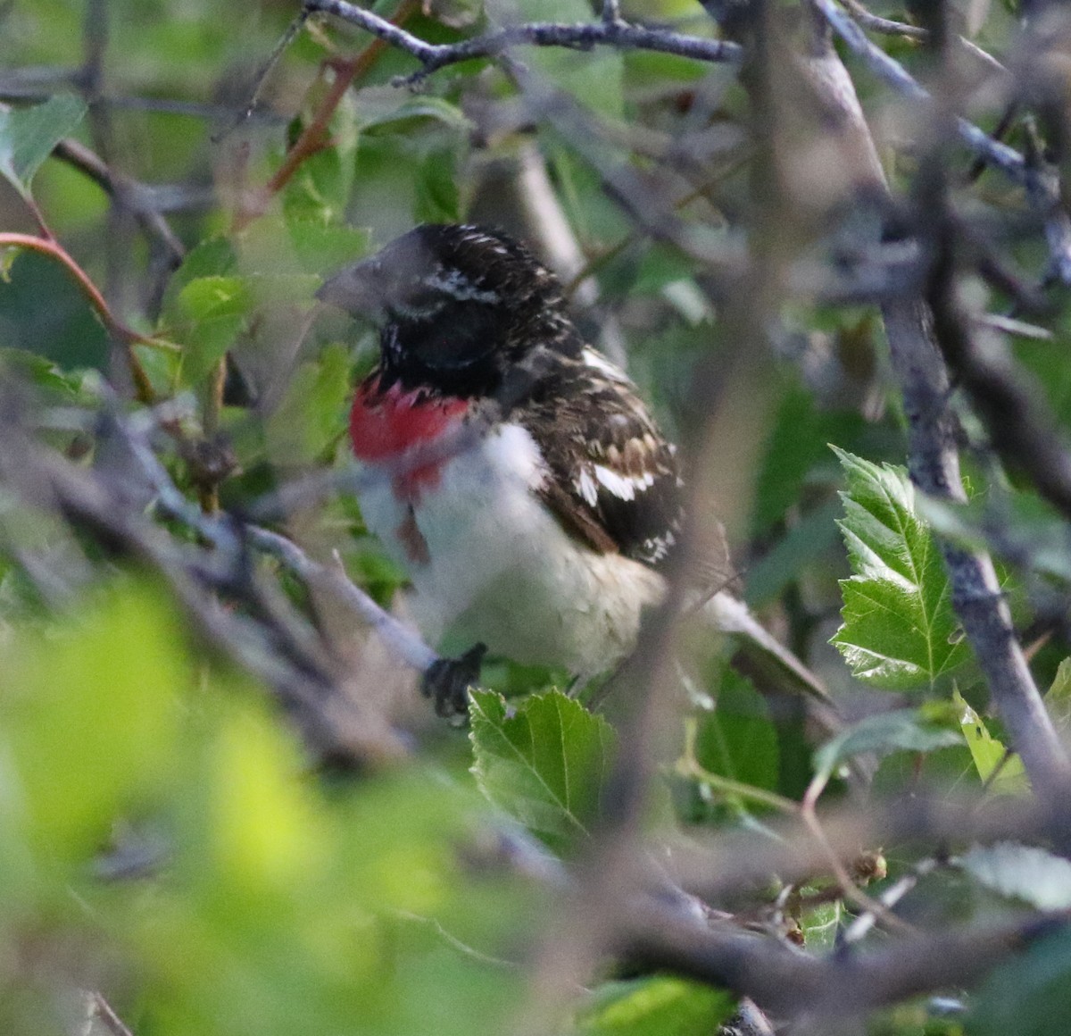 Rose-breasted Grosbeak - ML619968699