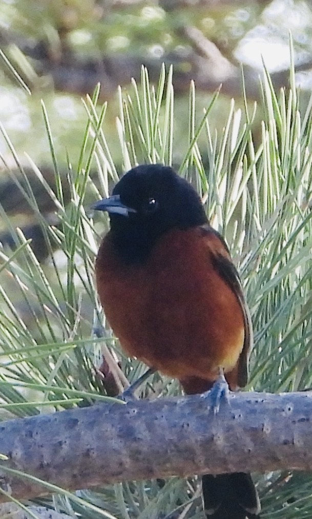 Orchard Oriole - ML619968712