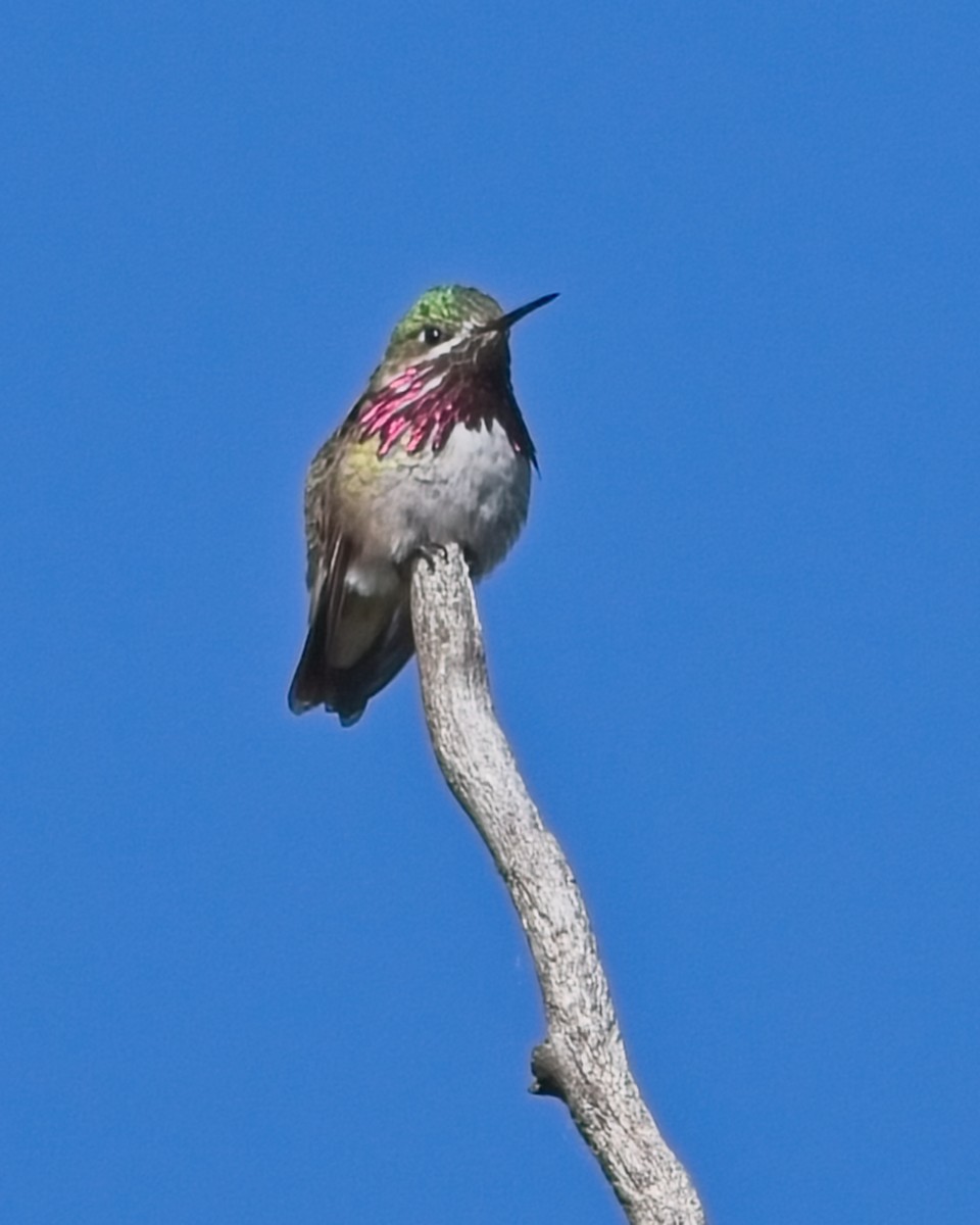 Calliope Hummingbird - ML619968713