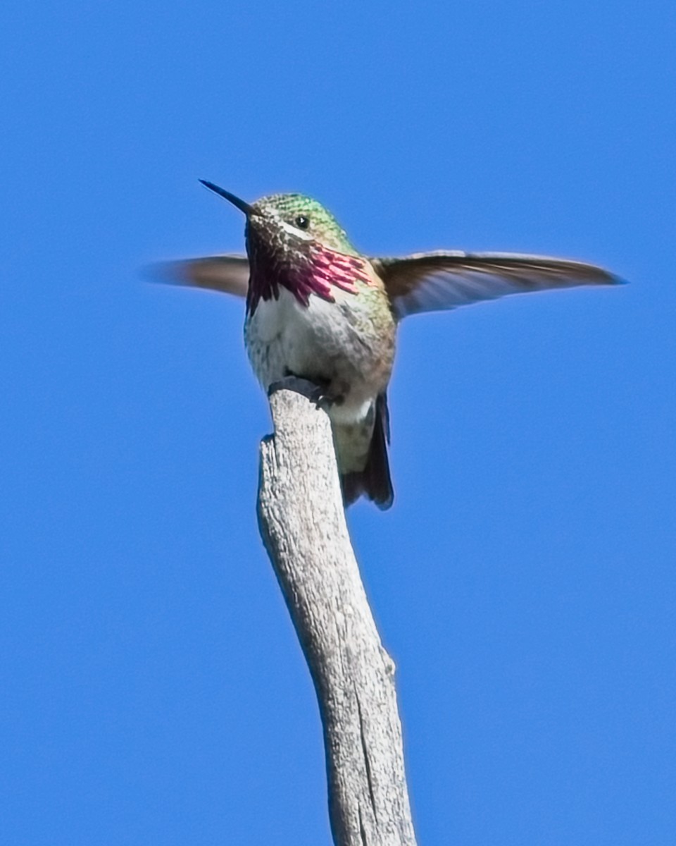 Calliope Hummingbird - ML619968714