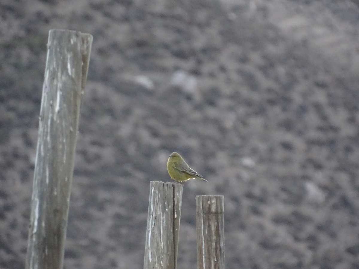 Greenish Yellow-Finch - ML619968722