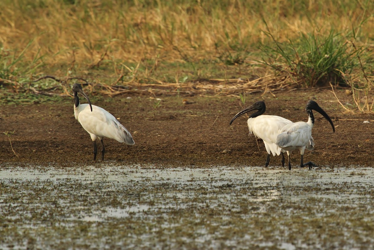 Black-headed Ibis - ML619968726