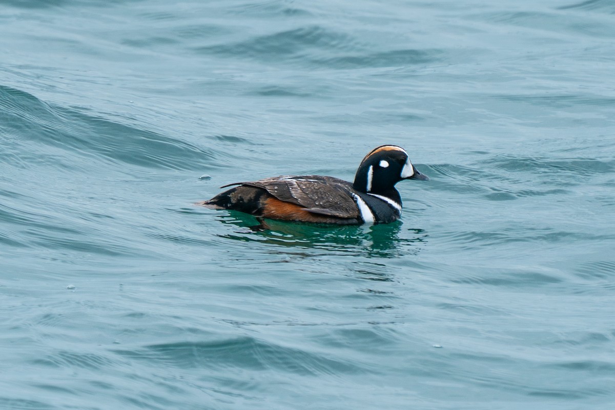 ברווז איסלנדי - ML619968747