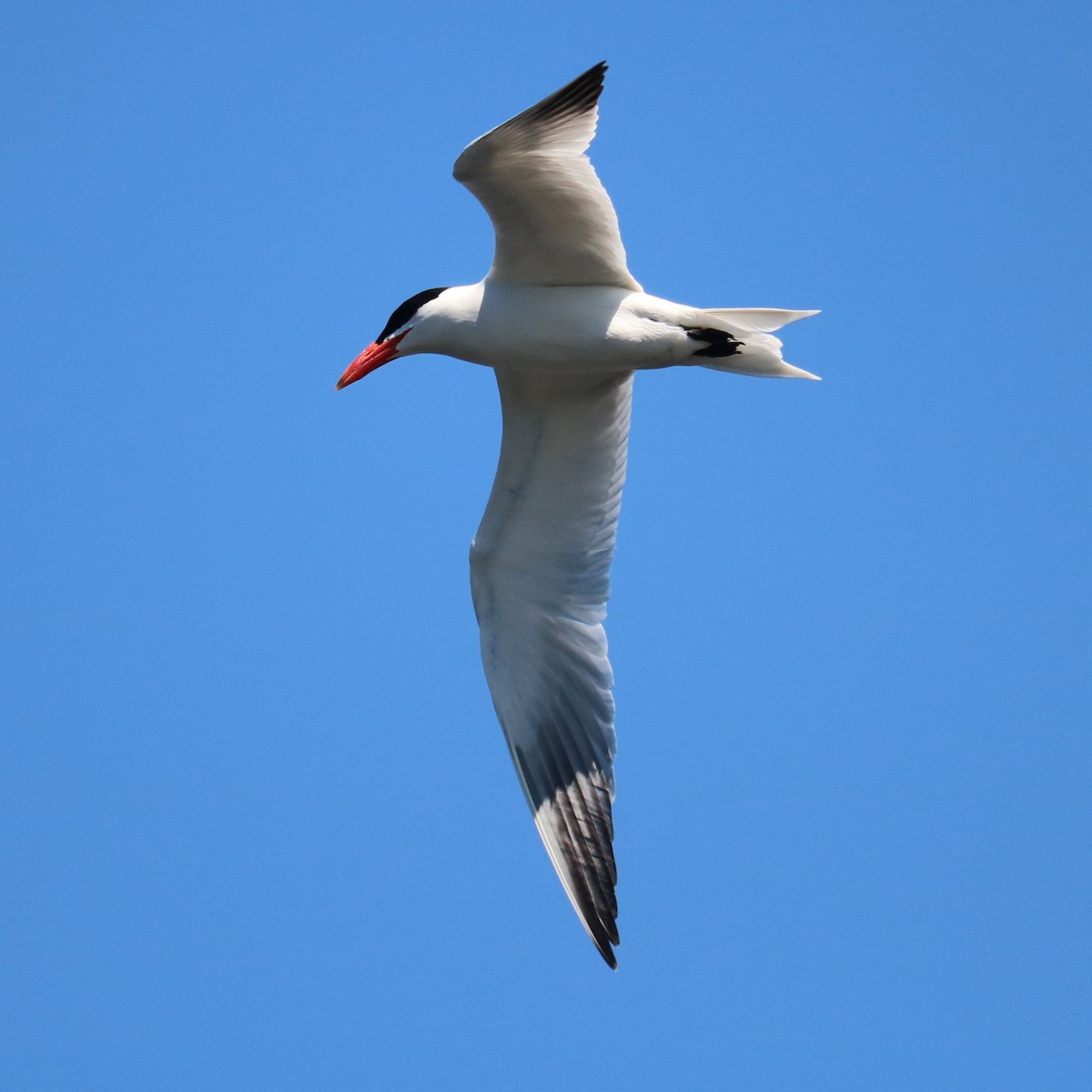 Caspian Tern - ML619968750