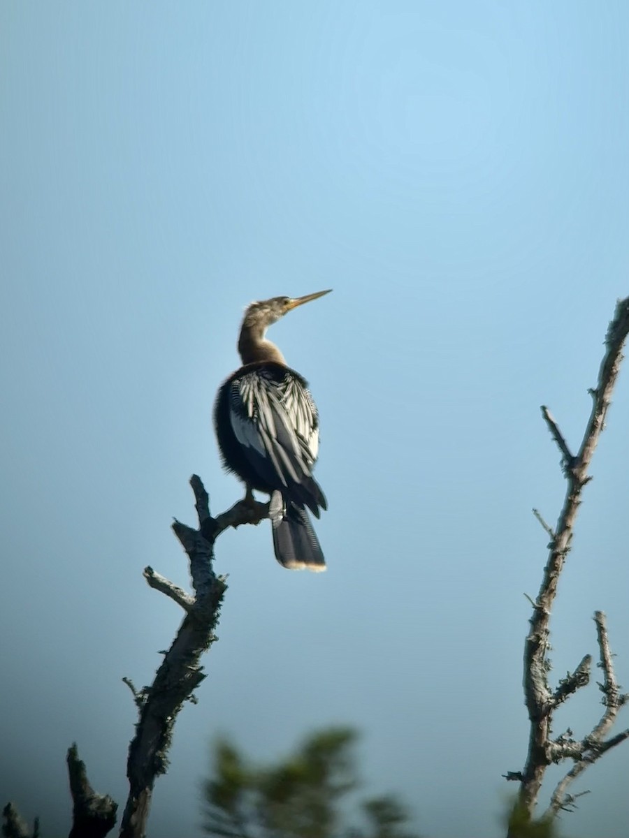 Anhinga - ML619968755