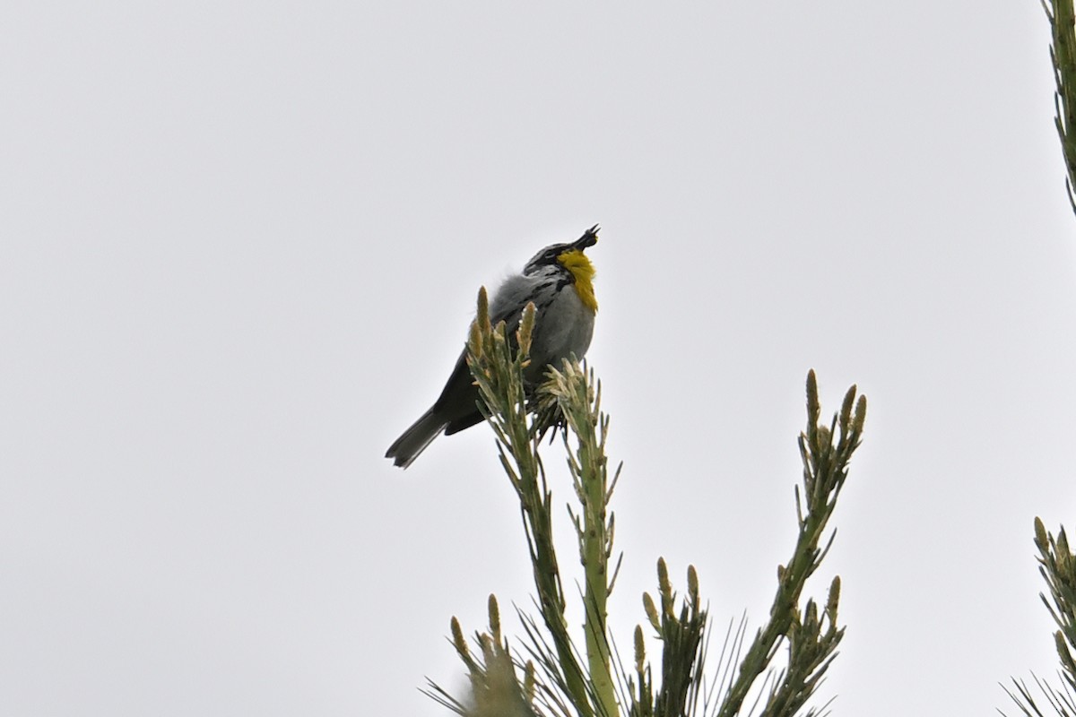 Yellow-throated Warbler - ML619968757