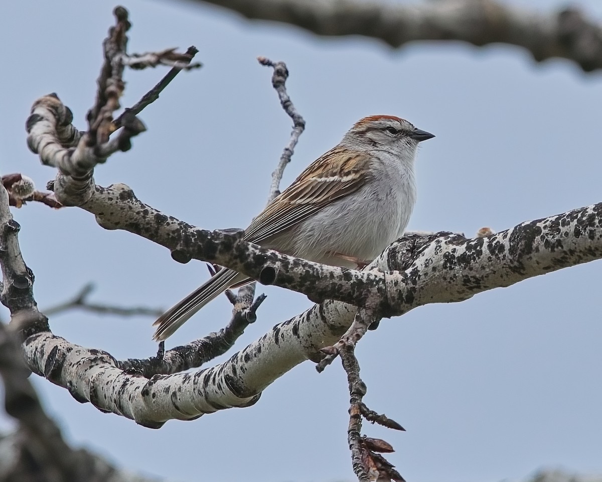 Chipping Sparrow - ML619968762