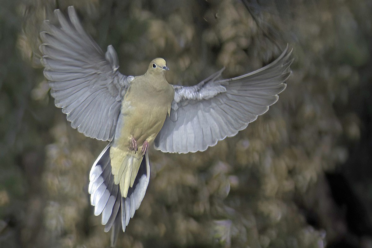 White-winged Dove - ML619968764